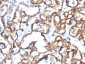  CD34 (Hematopoietic Stem Cell & Endothelial Marker) Antibody - With BSA and Azide